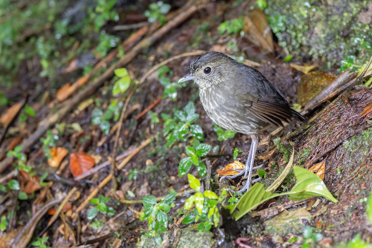 Cundinamarca Antpitta - ML644048245