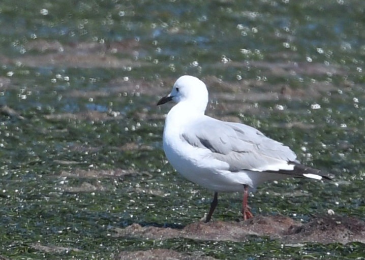 Hartlaub's Gull - ML644048291