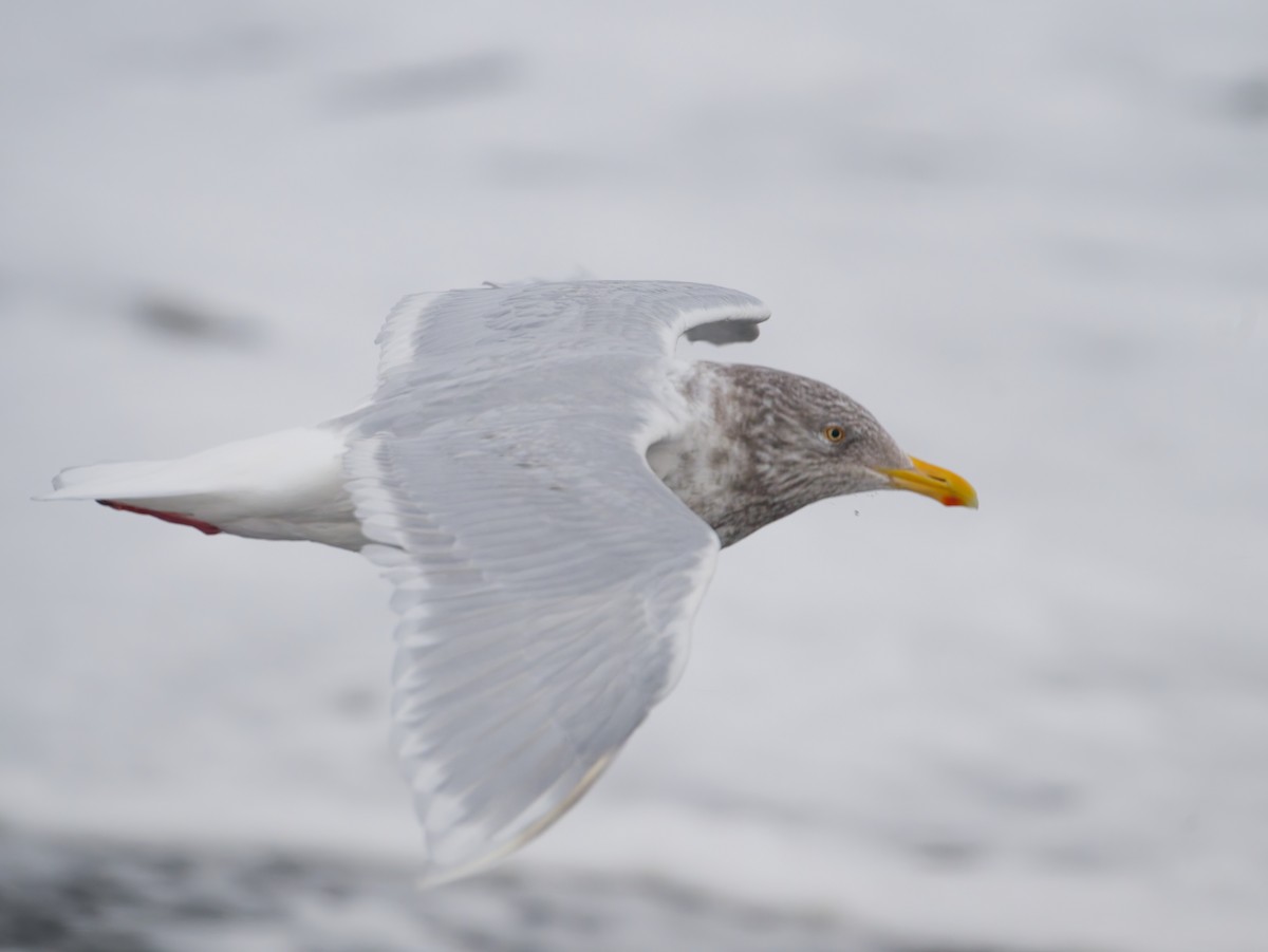 Glaucous Gull - ML644048295