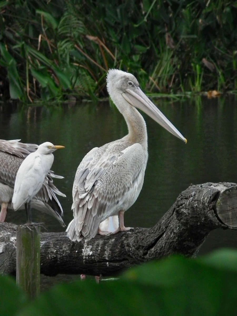 Pink-backed Pelican - ML644048303