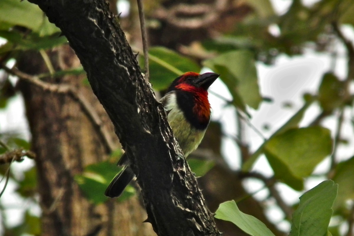 Black-collared Barbet - ML644048321