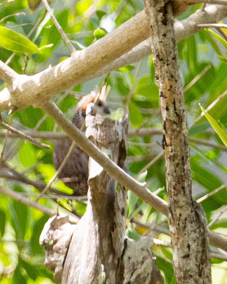 Crested Bobwhite - ML644048368