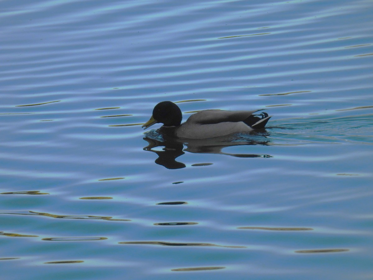 Mallard - ML644048371