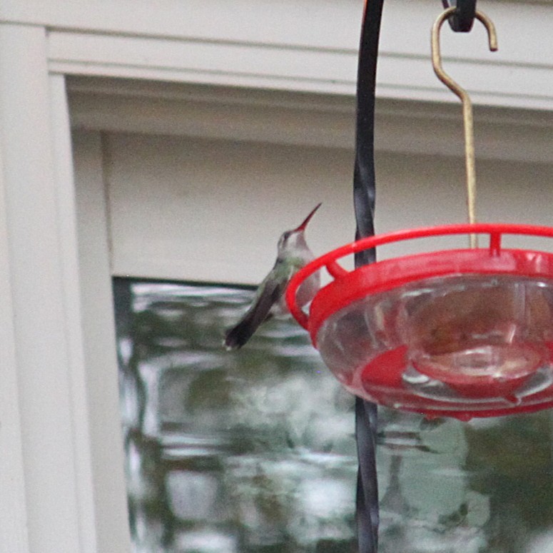 Broad-billed Hummingbird - ML644048381