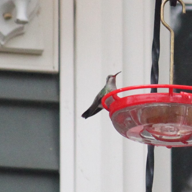 Broad-billed Hummingbird - ML644048382