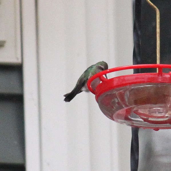 Broad-billed Hummingbird - ML644048383