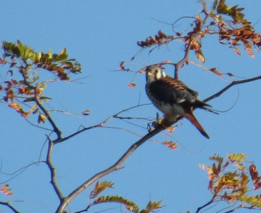 アメリカチョウゲンボウ - ML644048399