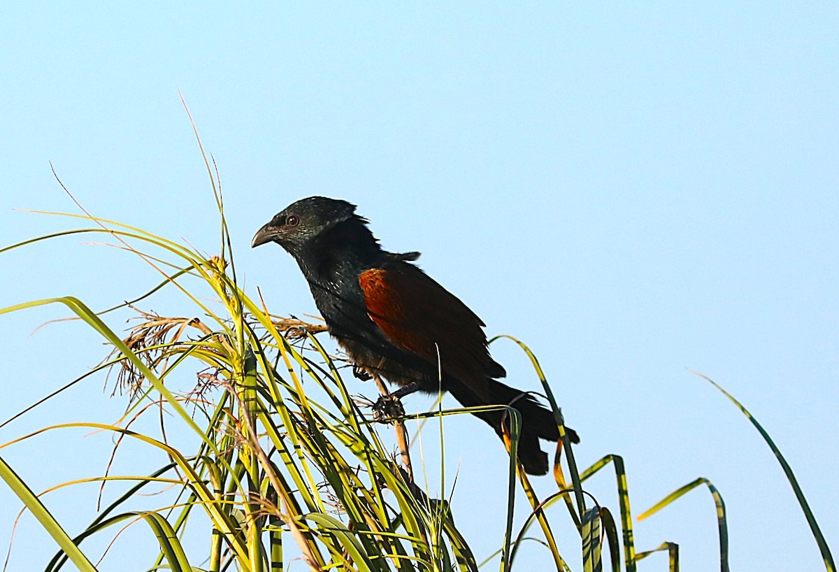 Malagasy Coucal - ML644048420