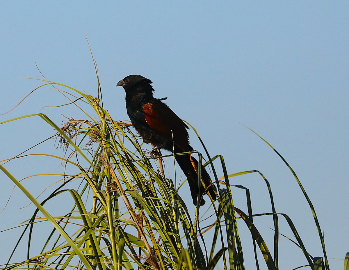 Malagasy Coucal - ML644048421