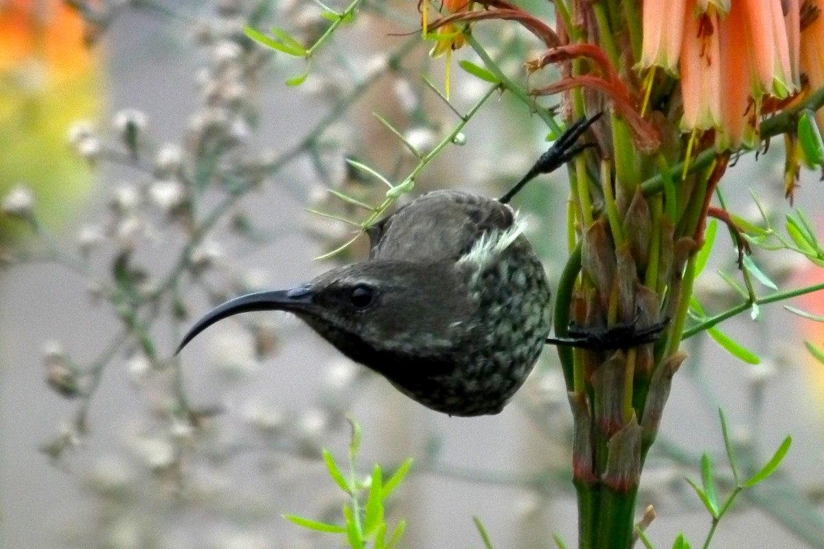 Amethyst Sunbird - ML644048422