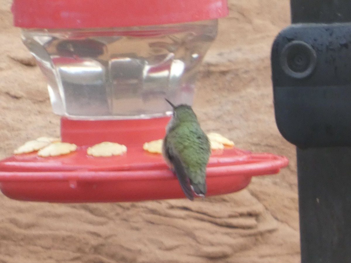 Calliope Hummingbird - ML644048423