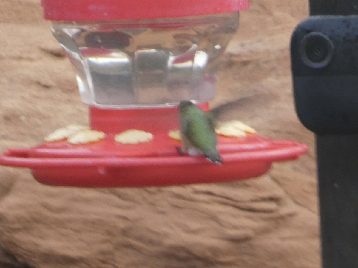 Calliope Hummingbird - ML644048424
