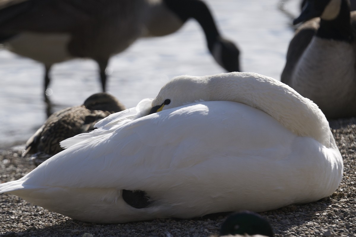 Tundra Swan - ML644048452