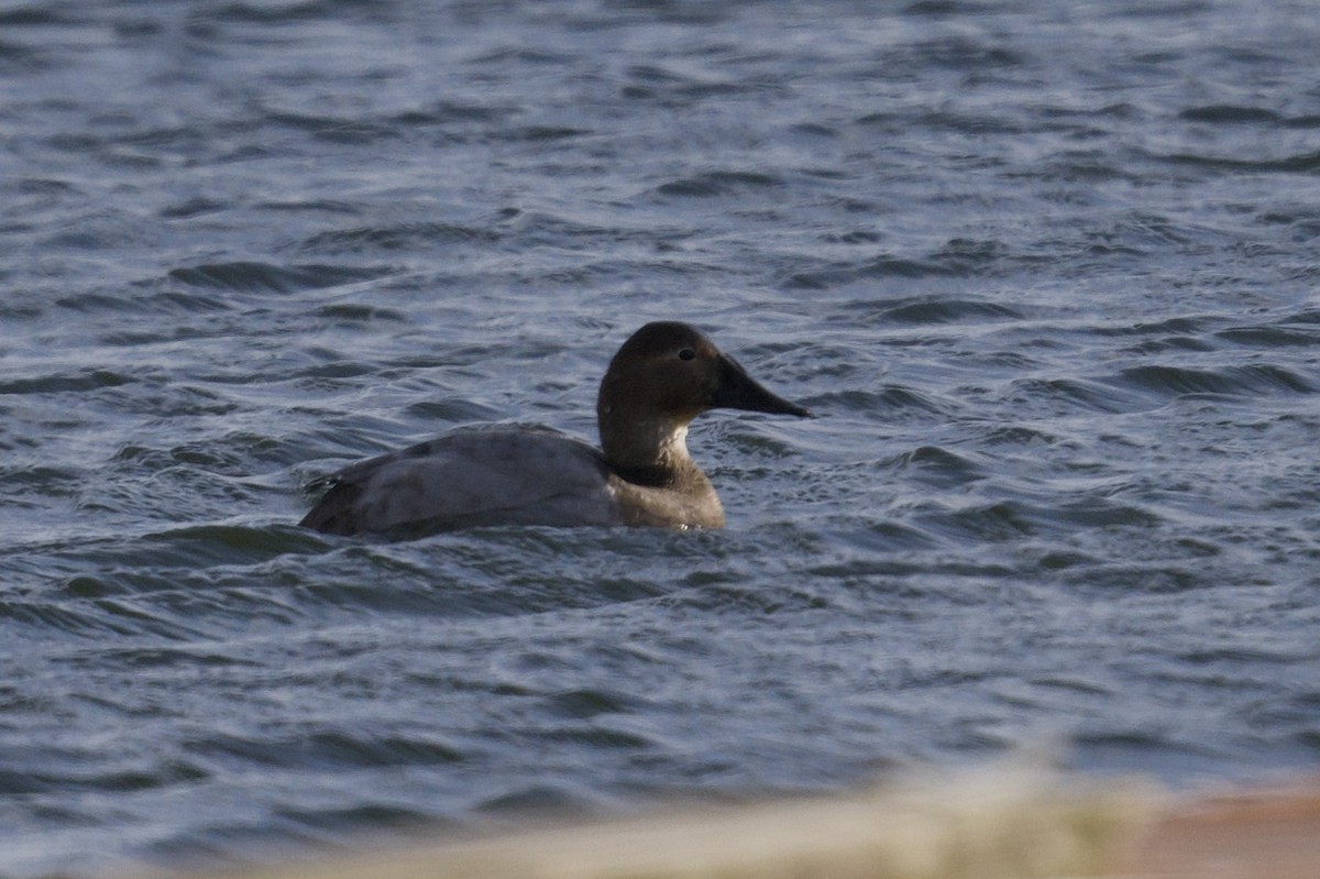 Canvasback - ML644048454