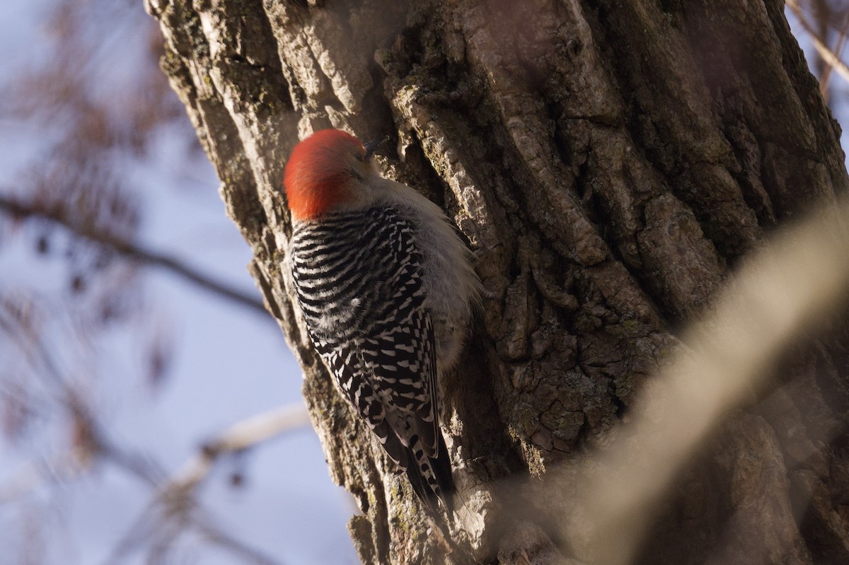 Red-bellied Woodpecker - ML644048468