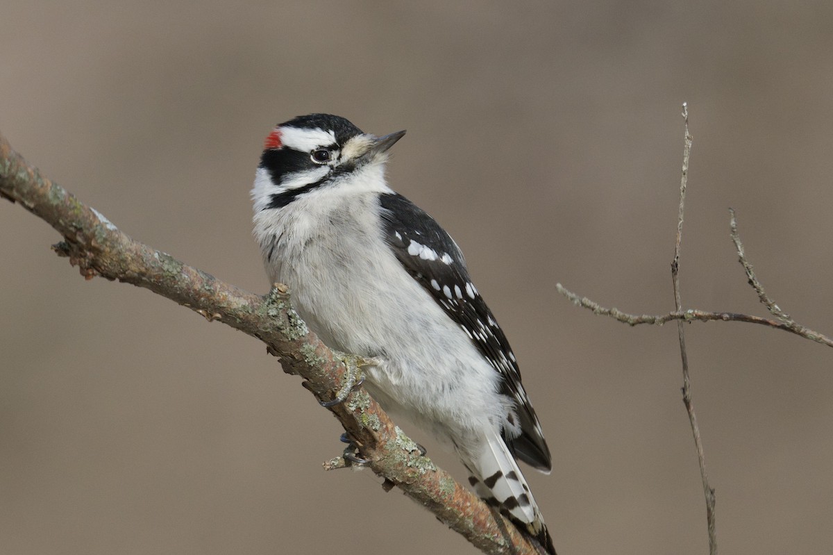 Downy Woodpecker - ML644048469