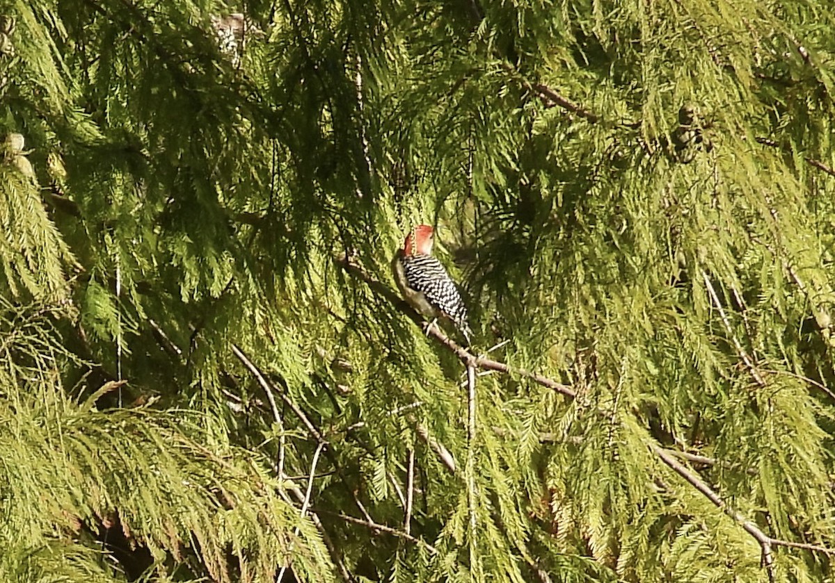 Red-bellied Woodpecker - ML644048471