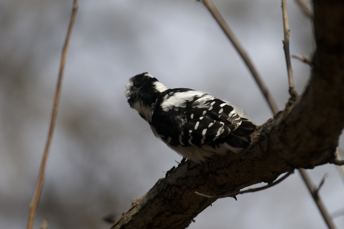Hairy Woodpecker - ML644048472