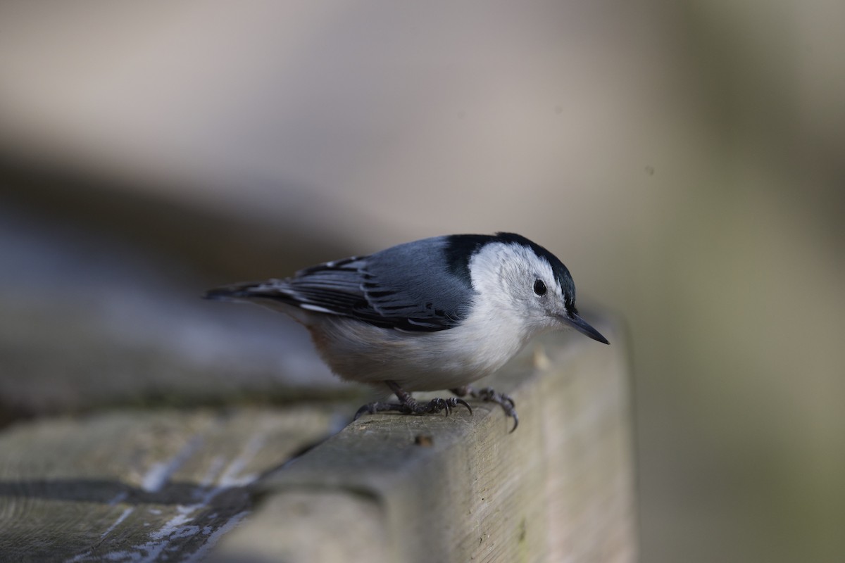 White-breasted Nuthatch - ML644048477