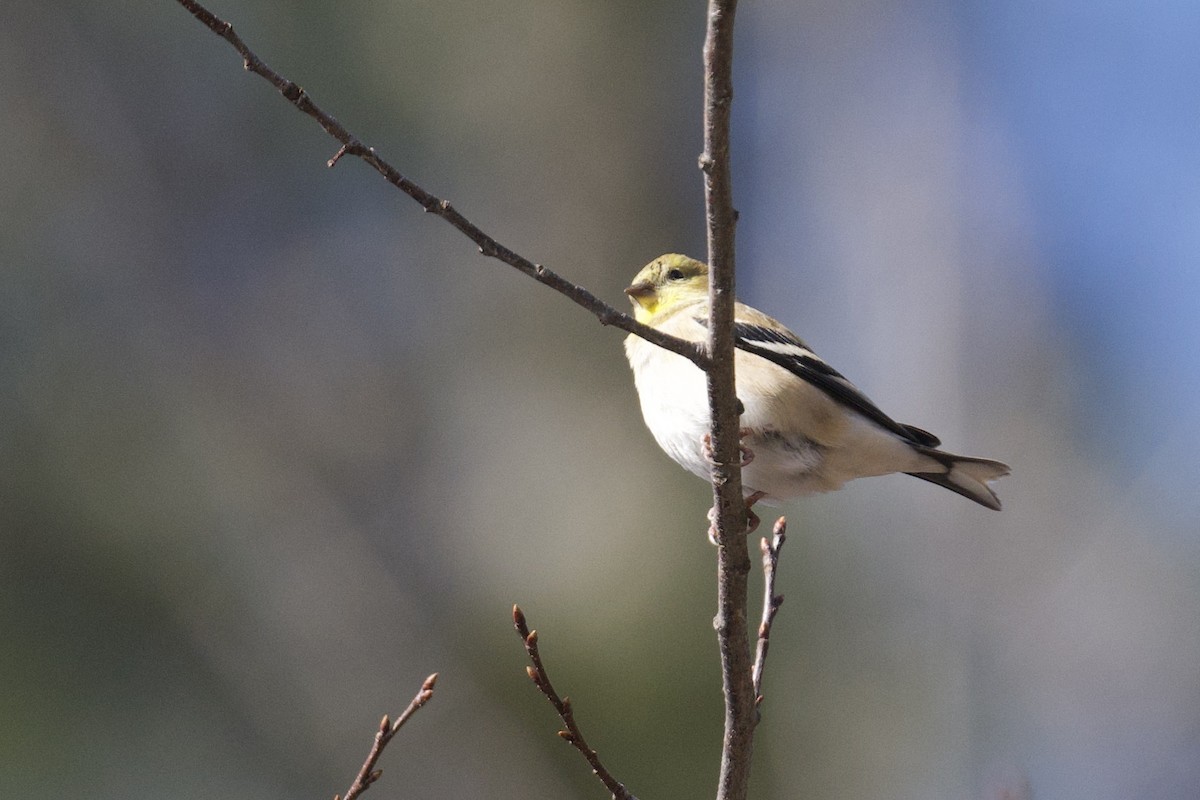American Goldfinch - ML644048485