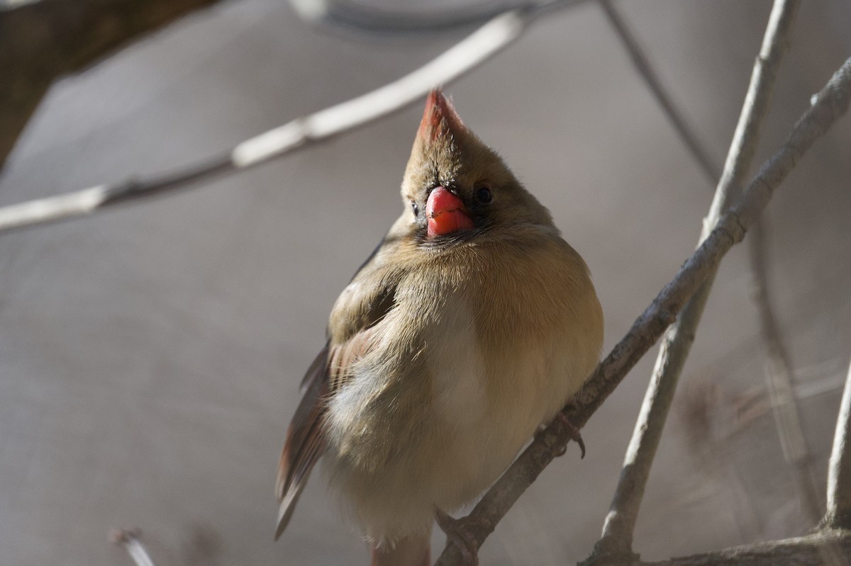 Northern Cardinal - ML644048504