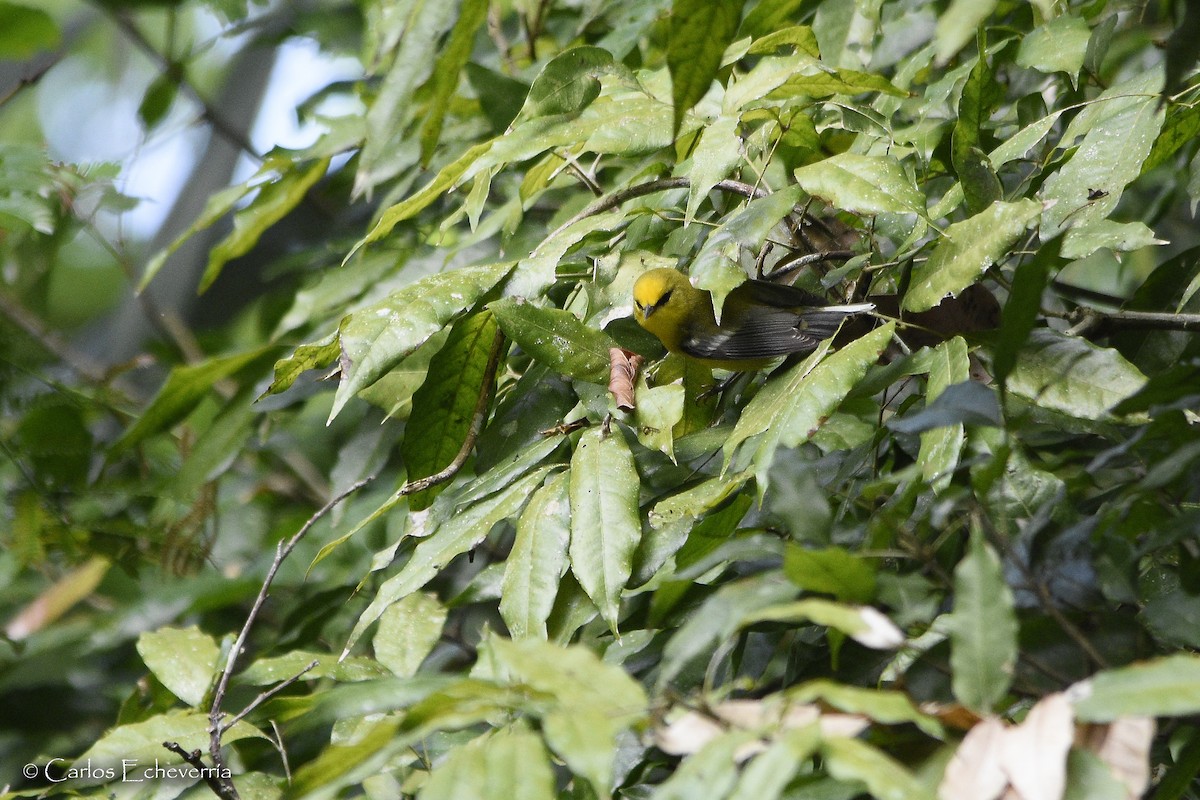 Blue-winged Warbler - Carlos Echeverría