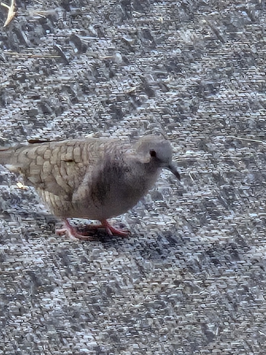 Inca Dove - ML644048514