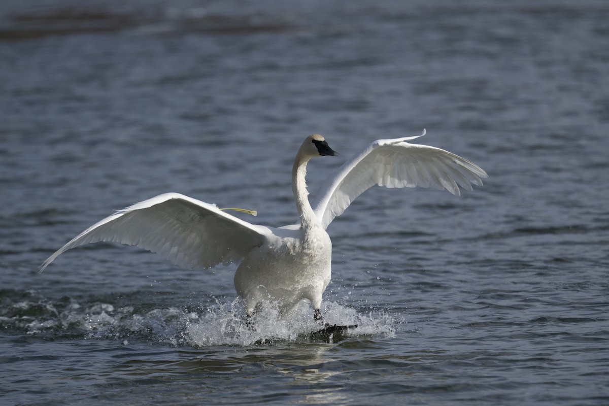 Trumpeter Swan - ML644048523