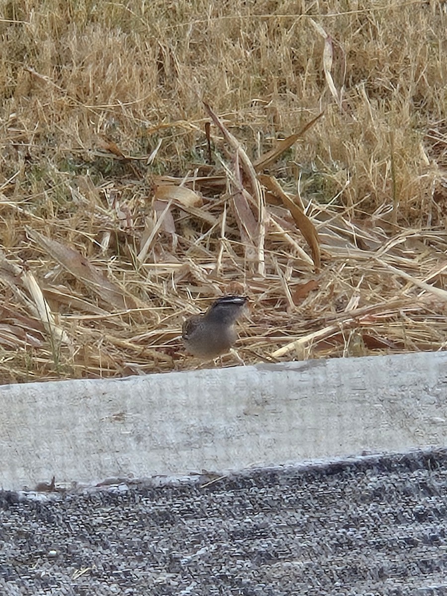 White-crowned Sparrow - ML644048524