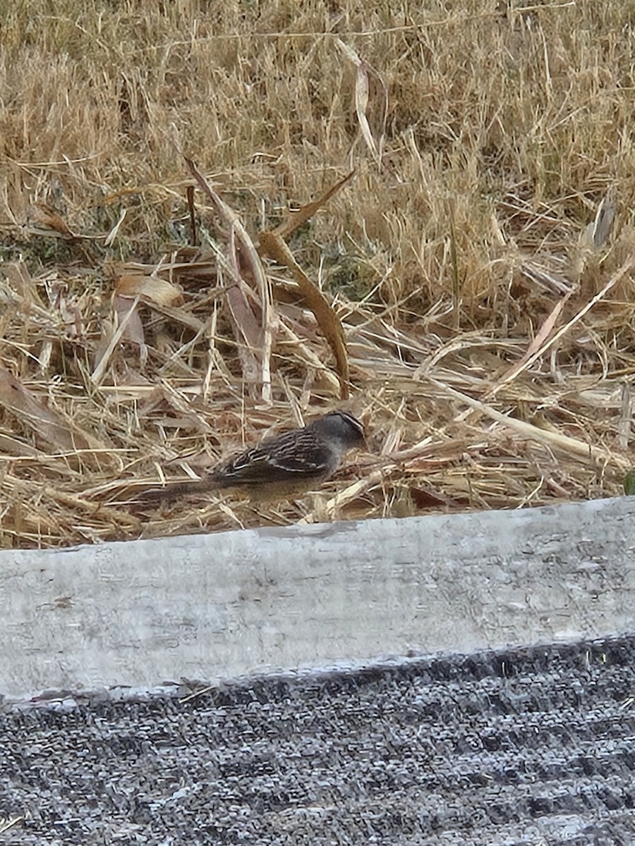 White-crowned Sparrow - ML644048527