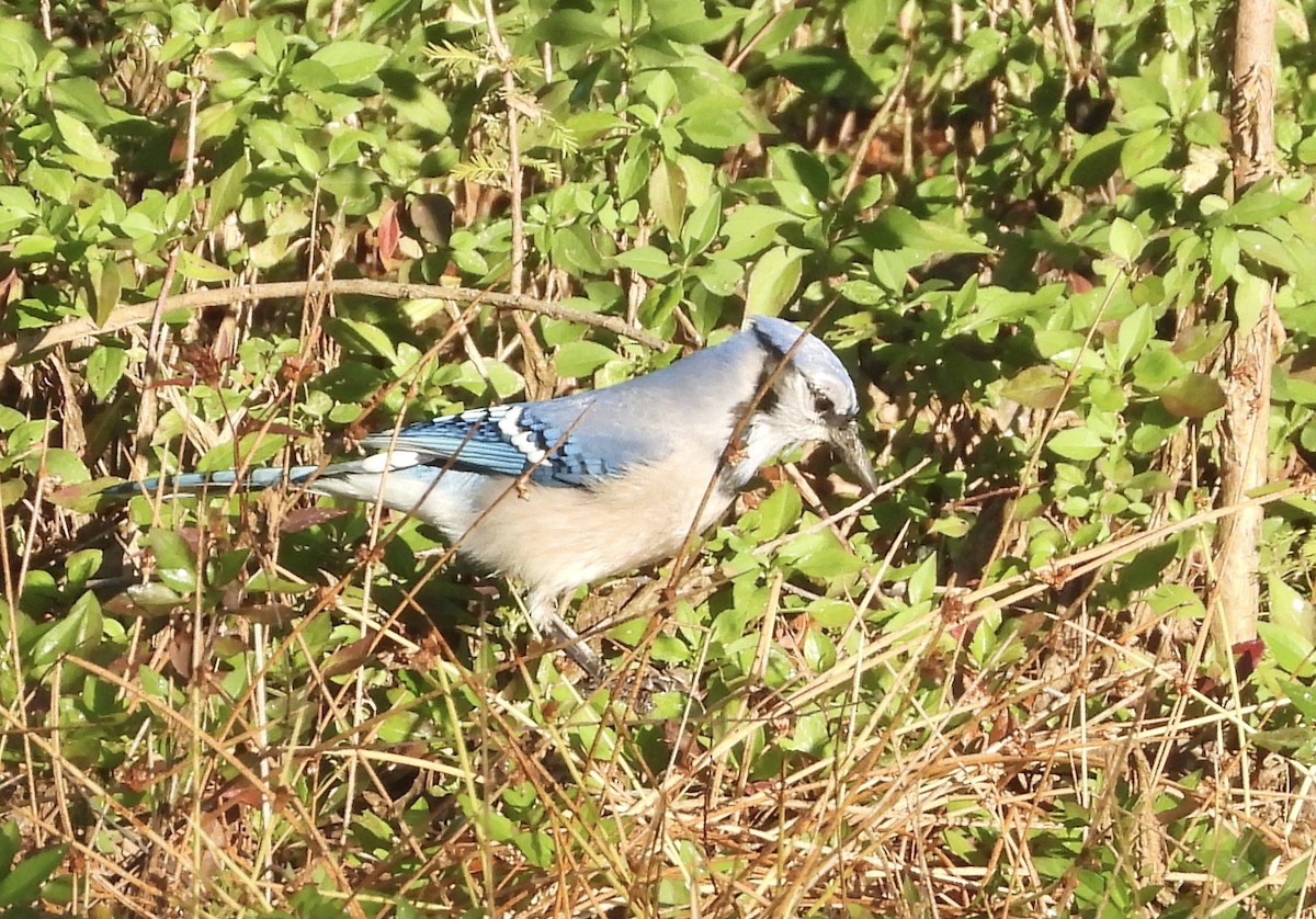 Blue Jay - ML644048530