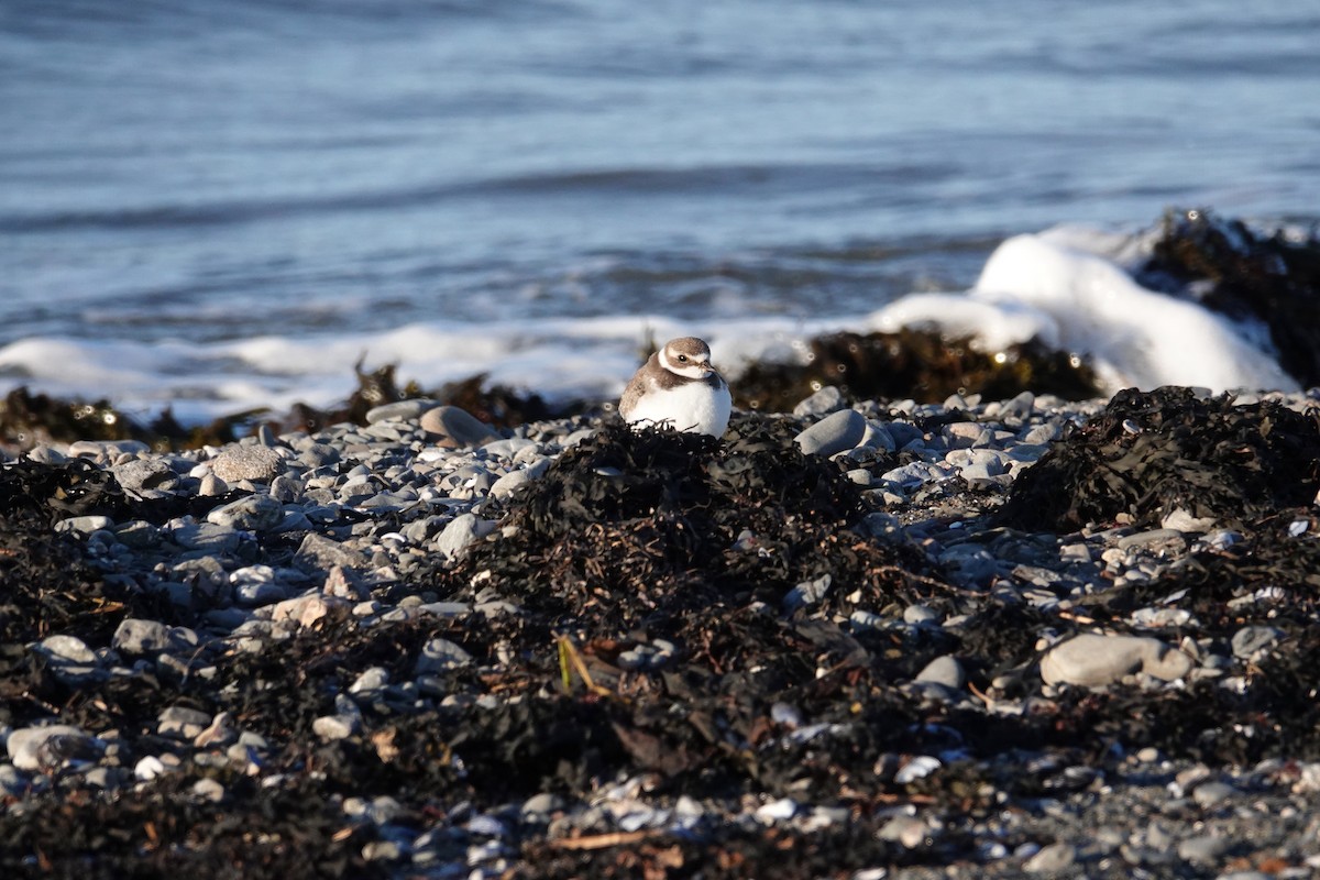 kulík kanadský - ML644048540