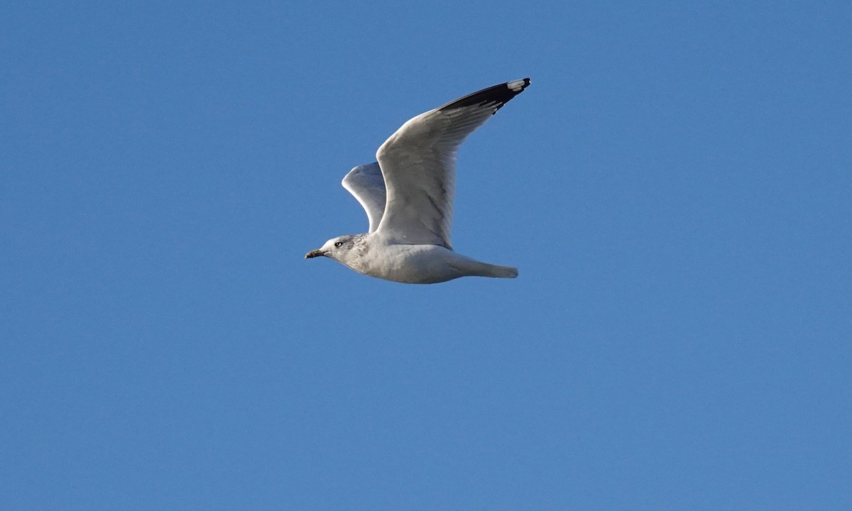 racek kroužkozobý - ML644048549