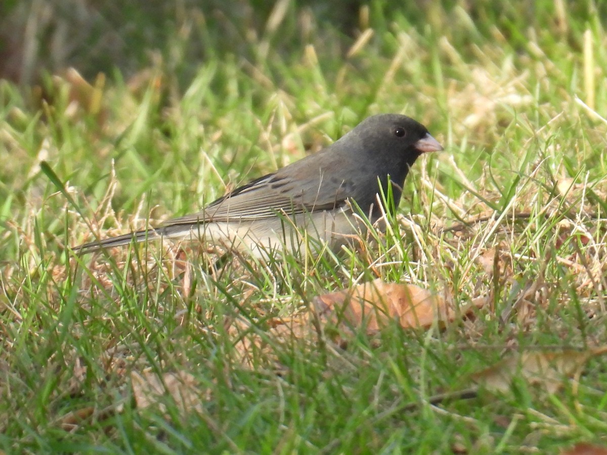Dark-eyed Junco - ML644048554