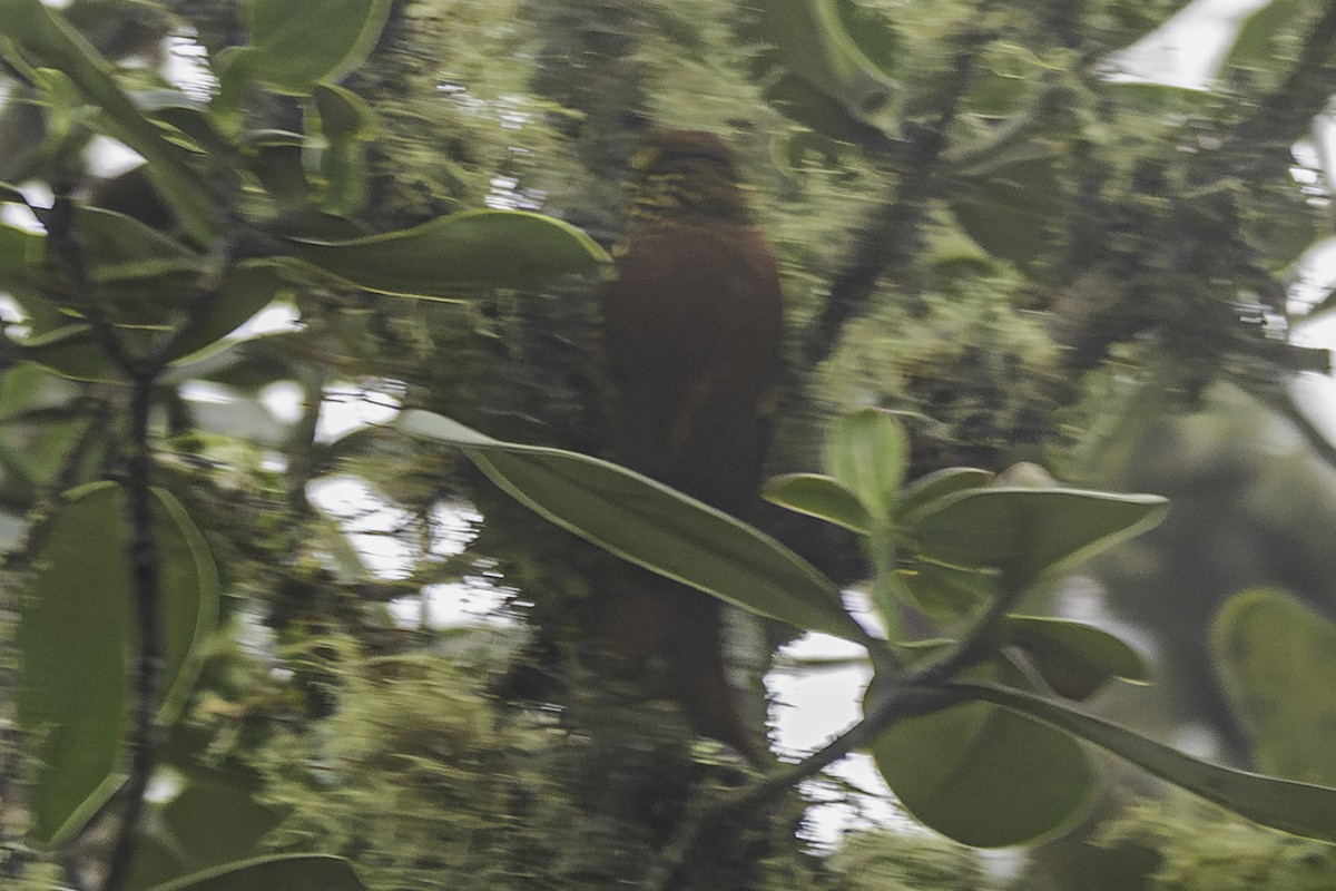 Pearled Treerunner - ML644048572