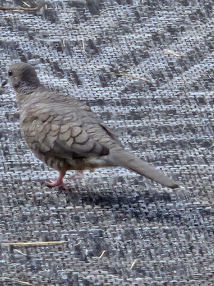 Inca Dove - ML644048579