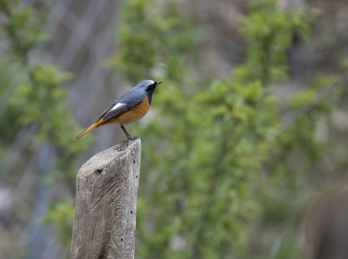 Hodgson's Redstart - ML644048580
