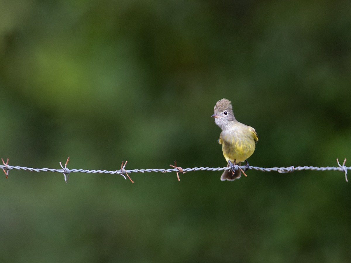 Yellow-bellied Elaenia - ML644048589