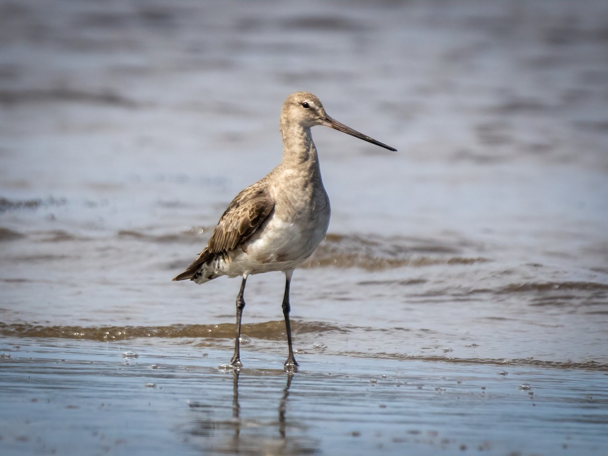 Hudsonian Godwit - ML644048592