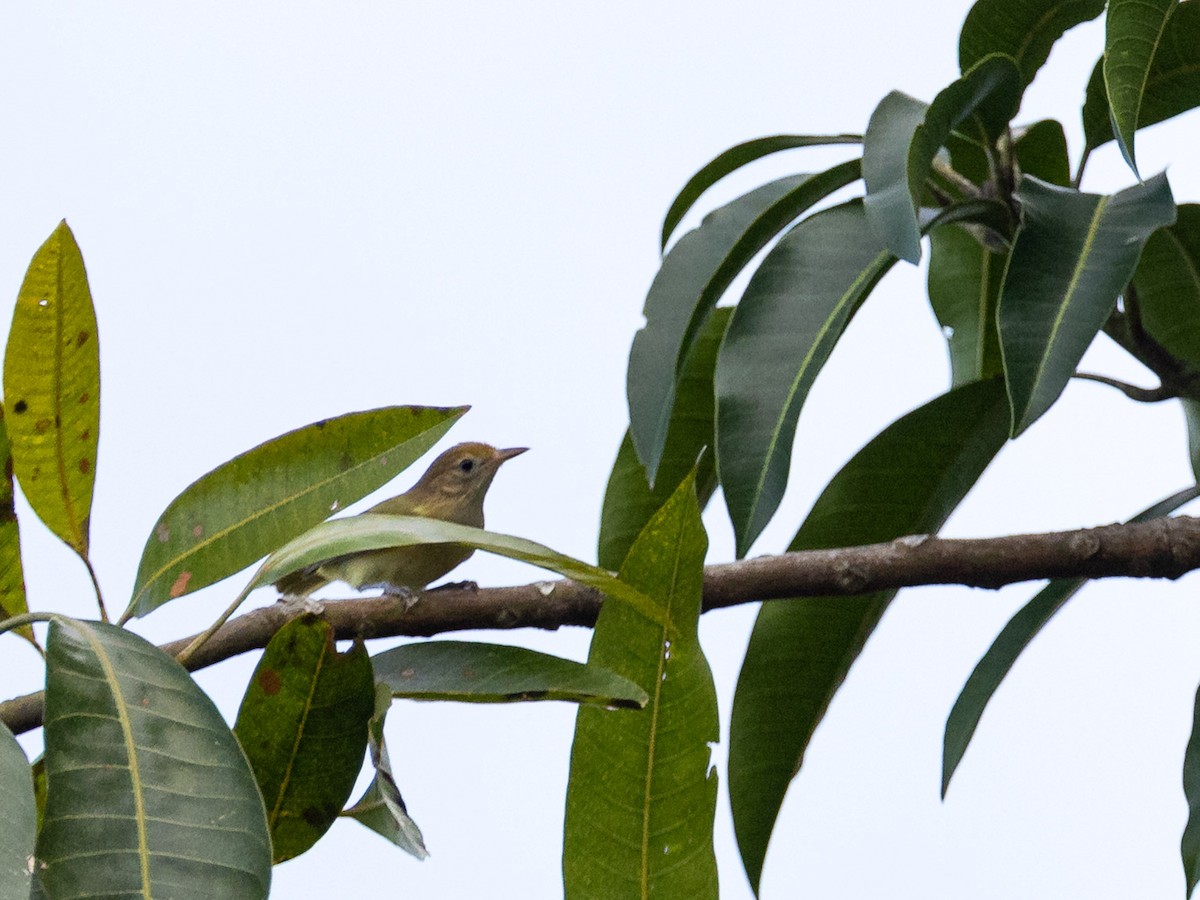Golden-fronted Greenlet - ML644048596