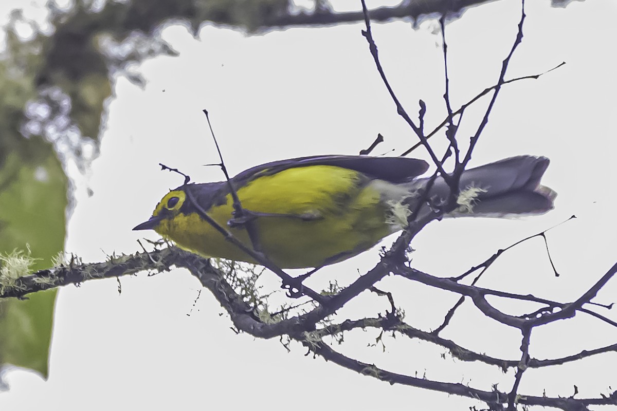 Brillenwaldsänger - ML644048597