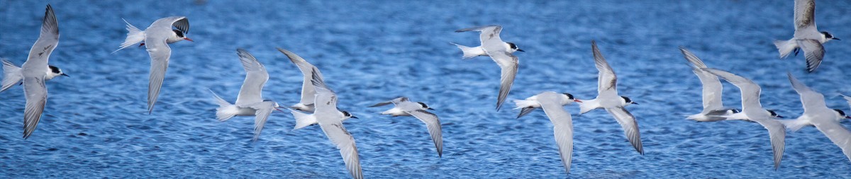 South American Tern - ML644048600