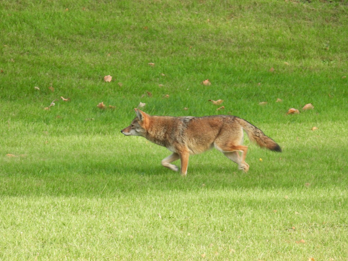 Red Fox - ML644048608