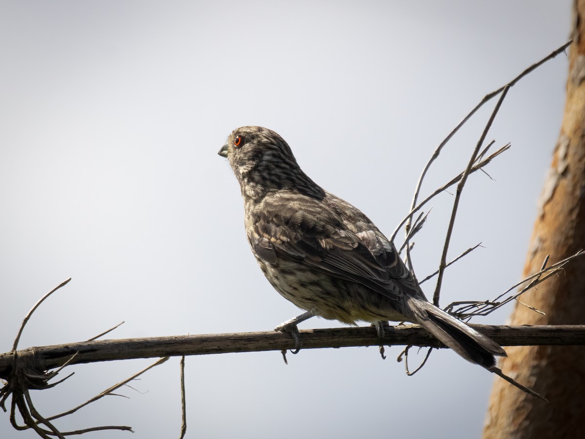 Rufous-tailed Plantcutter - ML644048612