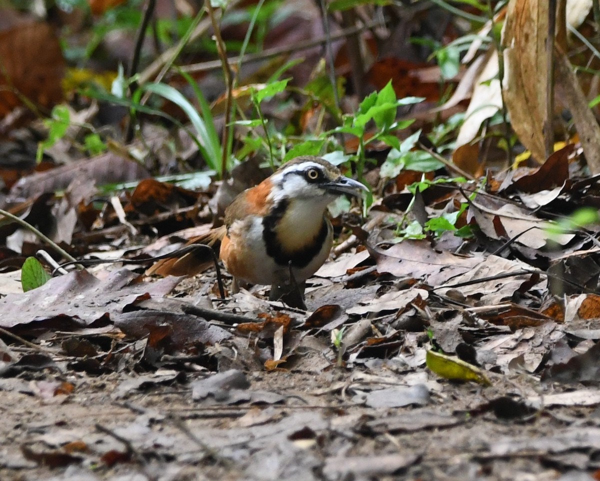 Lesser Necklaced Laughingthrush - ML644048613