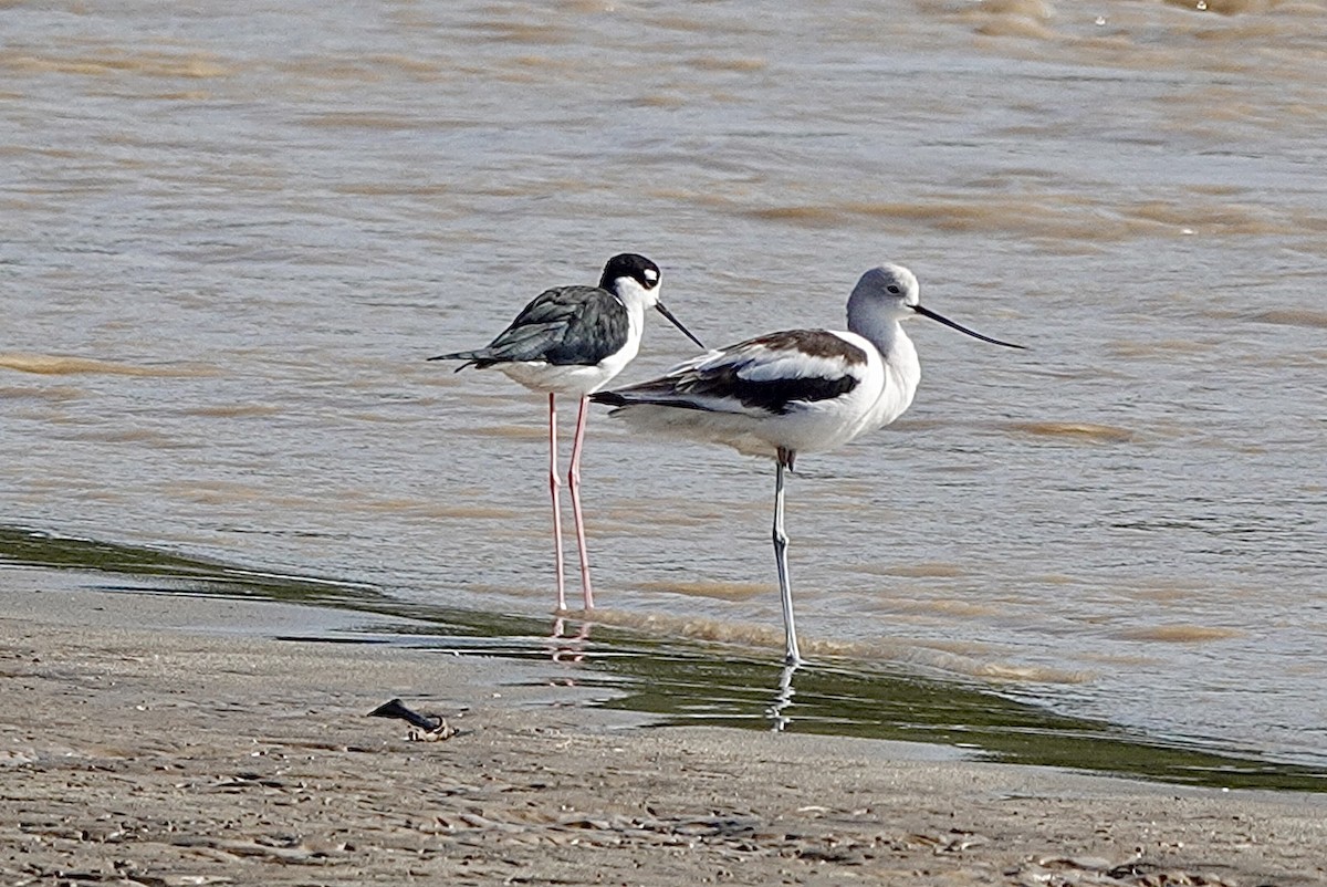 American Avocet - ML644048622