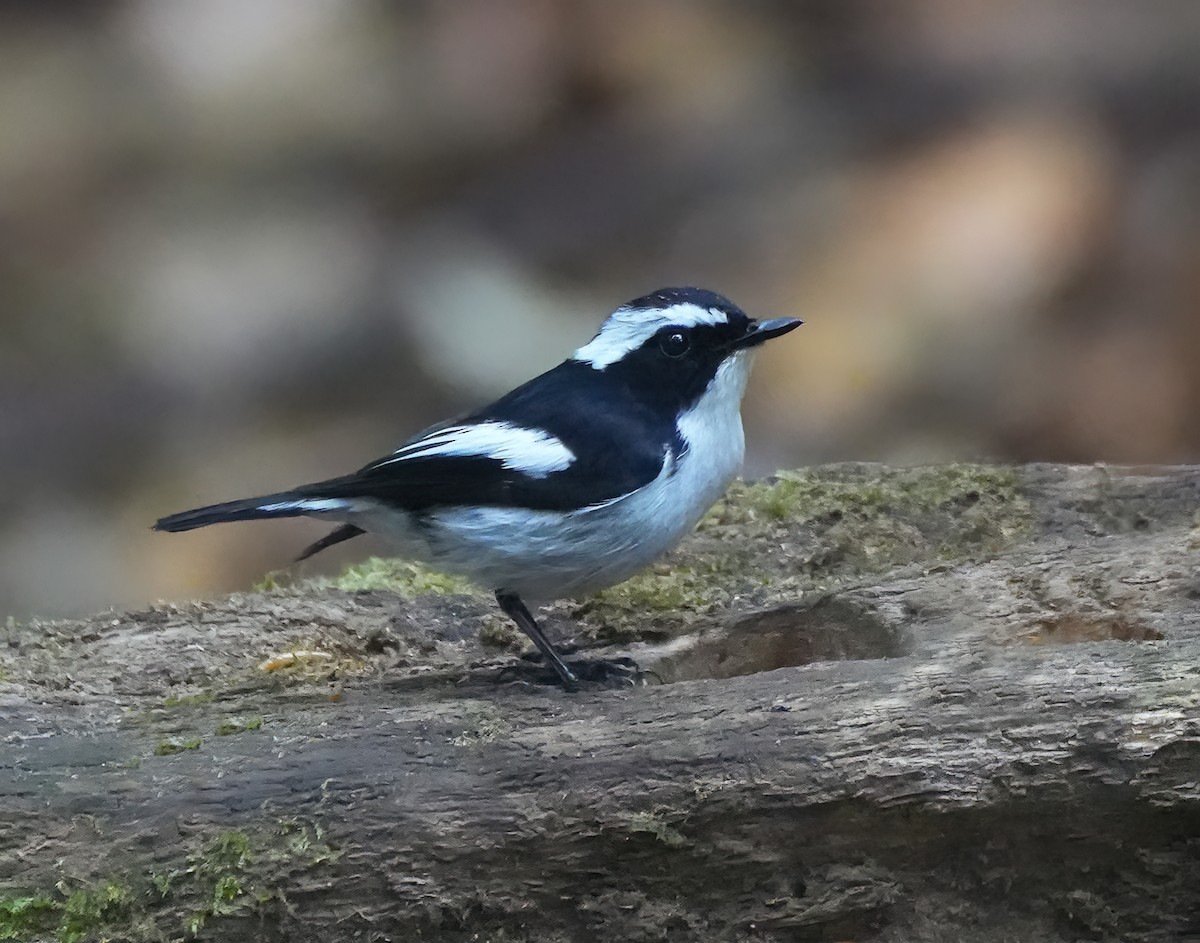 Little Pied Flycatcher - ML644048664