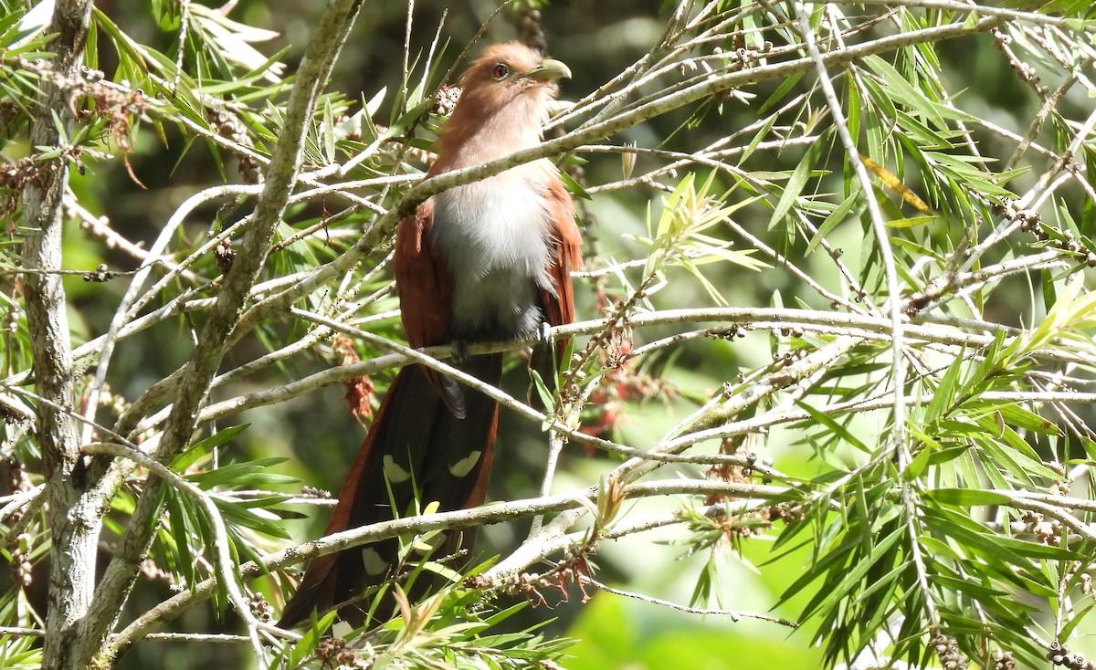 Common Squirrel-Cuckoo - ML644048694