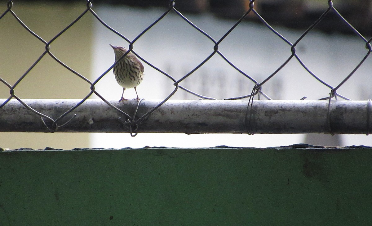 Northern Waterthrush - ML644048700