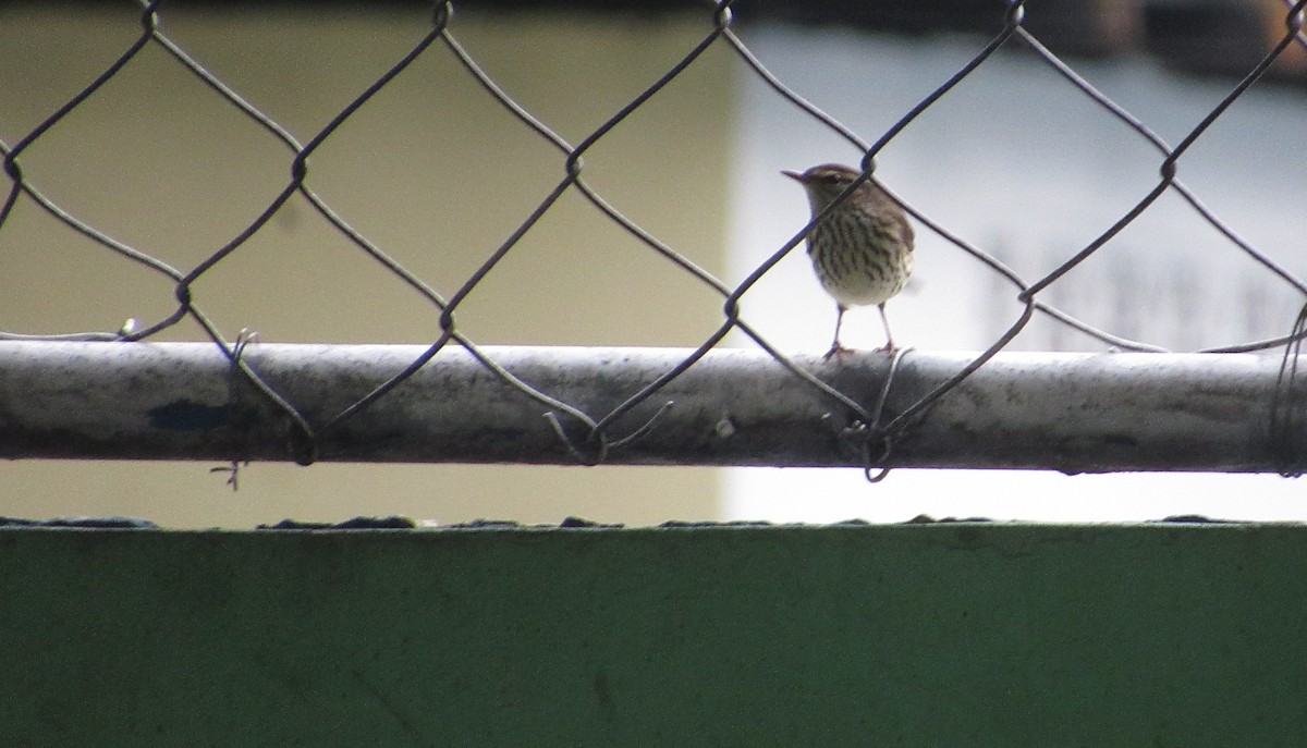 Northern Waterthrush - ML644048701